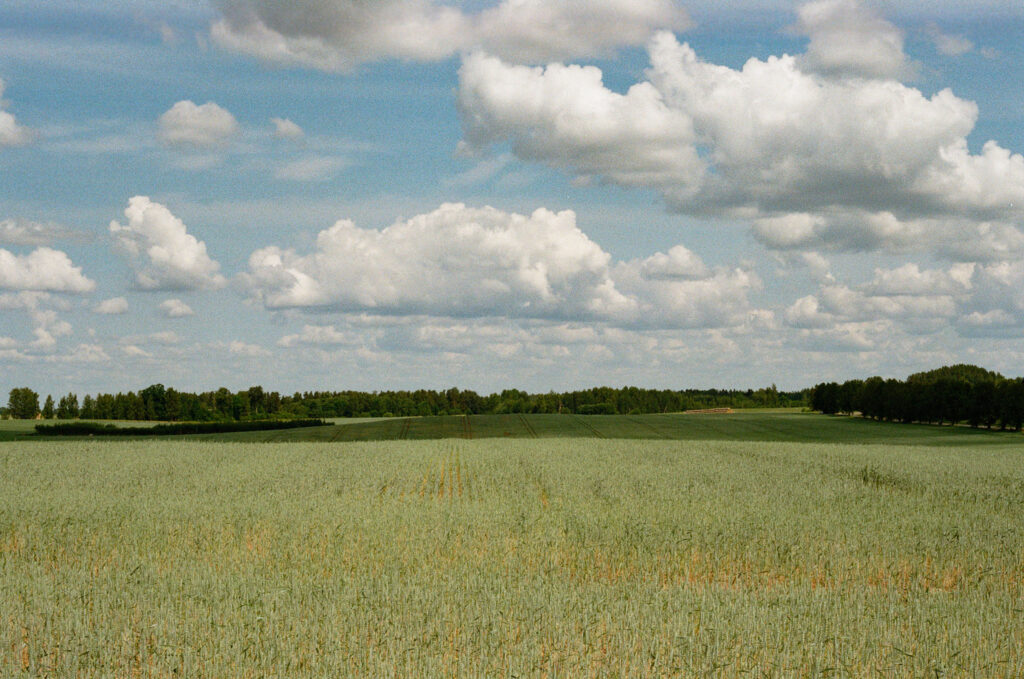 rudzu mākoņi.