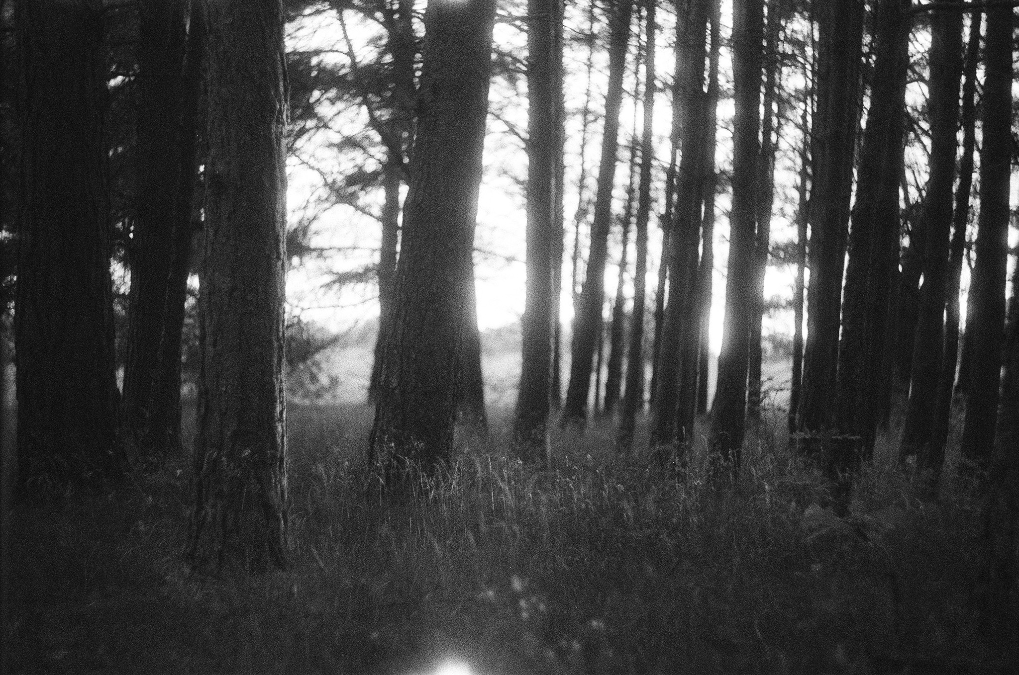 Evening light shining through dark pine trunks in a shadowy forest.