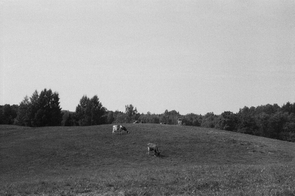 Cows grazing on a gently sloping field beneath a vast empty sky.