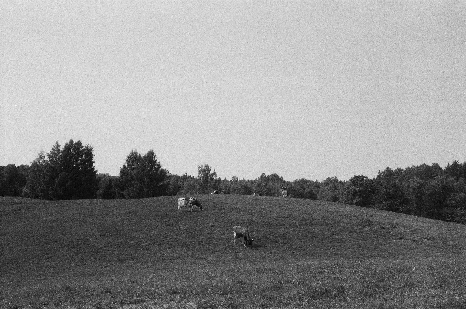 Cows grazing on a gently sloping field beneath a vast empty sky.