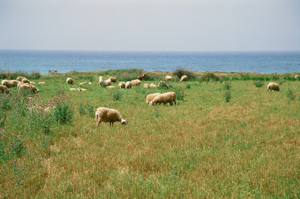 sheep.