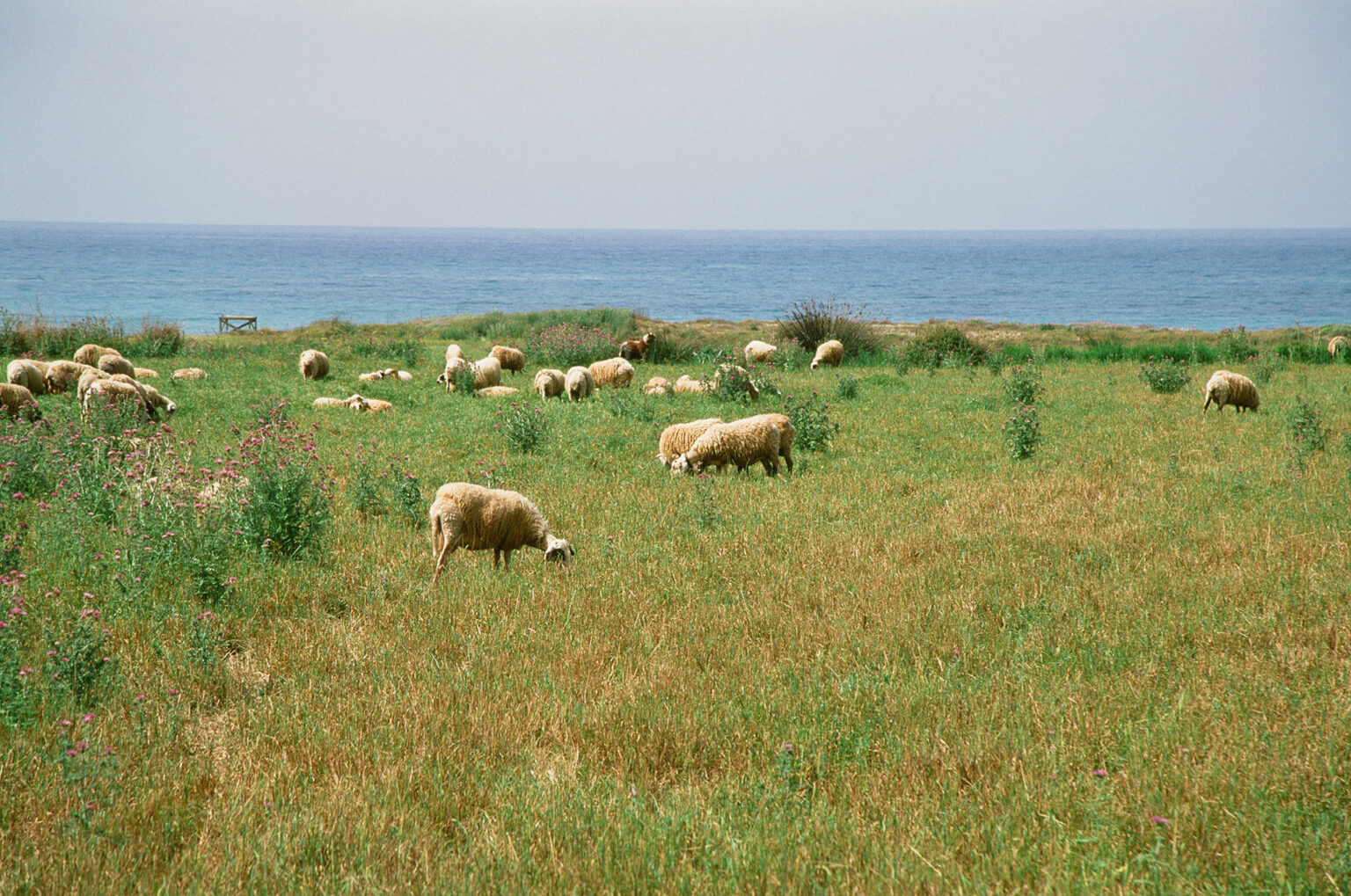 sheep.